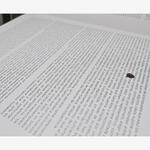 Lector