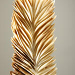 Suculenta